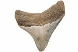 Serrated, 2.21" Juvenile Megalodon Tooth - South Carolina - #203170-1